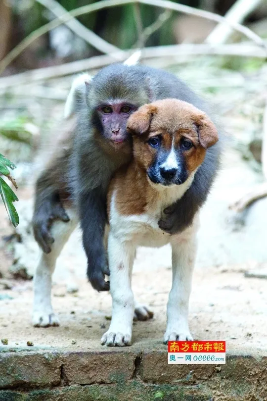 民宅遭野猴占领 “猴王”与鸡狗厮混