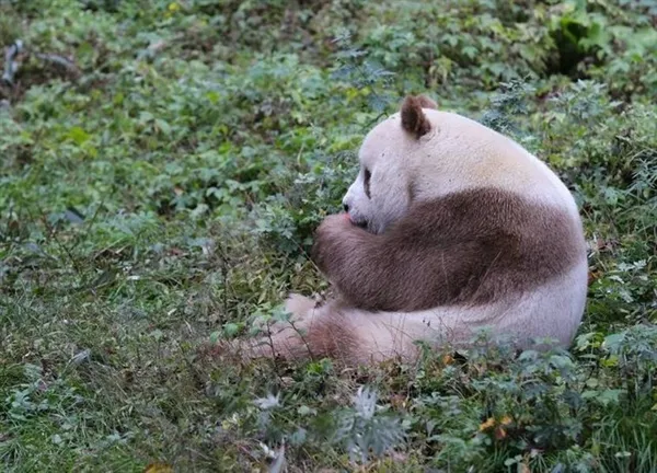 全球唯一棕色大熊猫越来越胖：奶油巧克力球