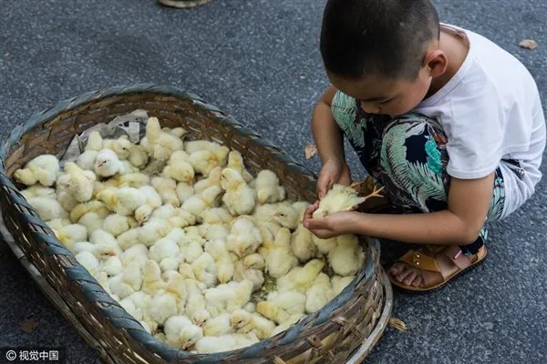 活久见：马路高温50度 商贩露天孵小鸡