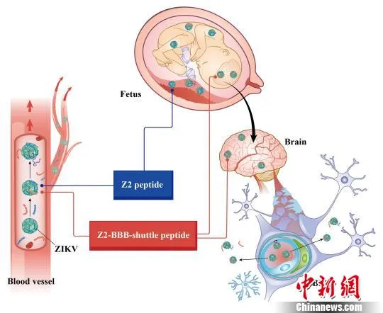 中国科学家发现了寨卡病毒“克星”