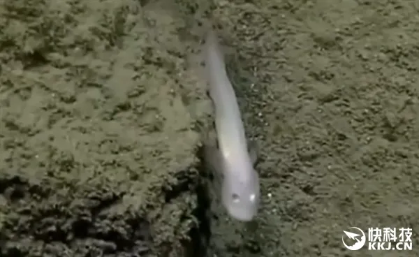 世界最深海沟发现神秘“鬼鱼”：似外星生物