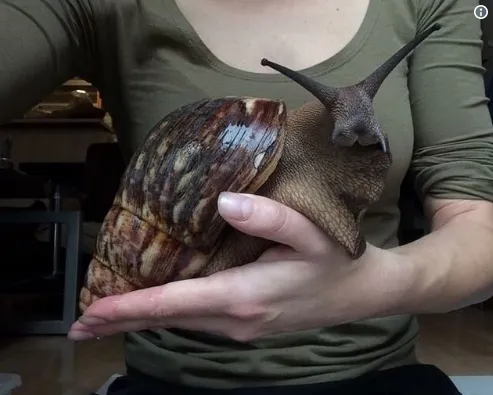 网友晒非洲巨型蜗牛：跟兔子一般大
