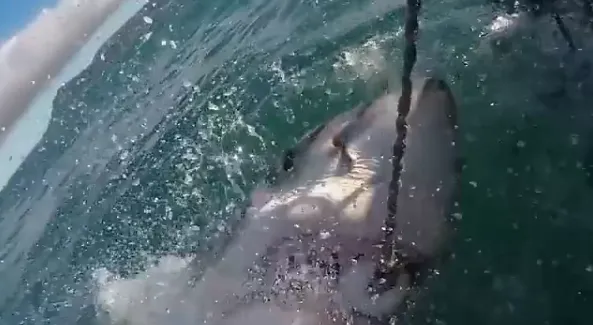 724公斤大白鲨水中突然跃起捕食瞬间：这场面恐怖