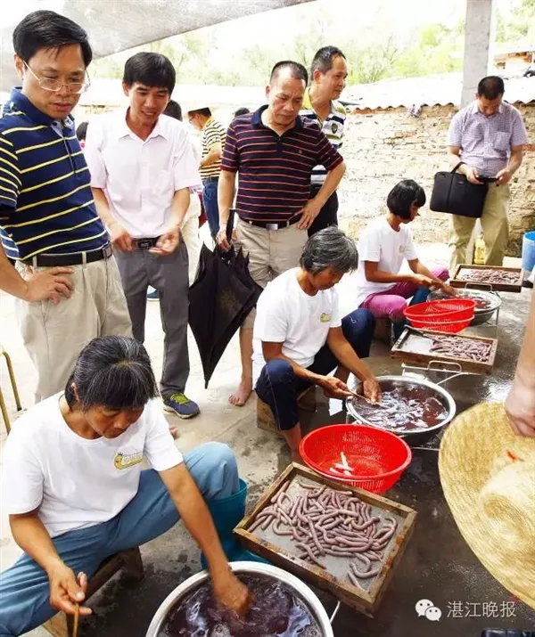 湛江沿海农妇挖虫为生：体大肉嫩 月赚数千