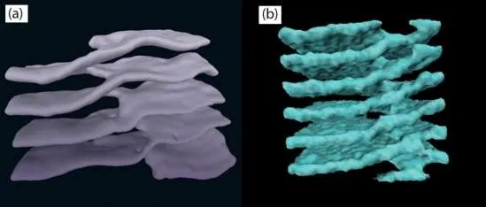 科学家发现人类细胞和中子星有相似结构