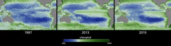 卫星数据显示厄尔尼诺现象造成海洋浮游植物数量大幅减少