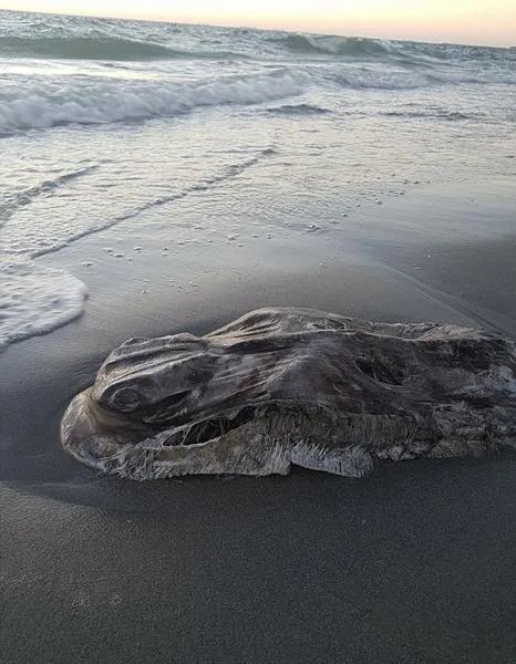 澳海岸现神秘生物：露白色肚皮引猜测