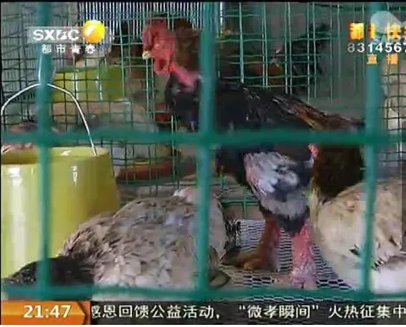 西安现天价怪鸡：腿壮如麒麟 长有鳞片