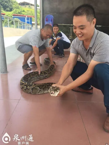 巨蟒正吞山羊被泉州村民逮住 吓得吐出猎物