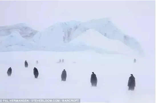 南极巨型冰山崩塌 15万只企鹅活活饿死