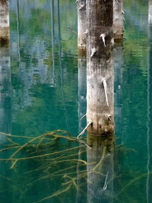 哈萨克树林在湖水中“倒立生长”？真相揭秘