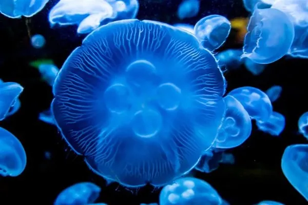 神奇：4000米以下深海动物们 都会自己发光