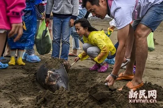 江苏海滩小江豚凄惨死亡：浑身缠满塑料袋