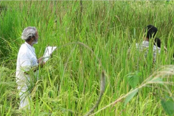 印度科学家“搞事情”稻田中还能“种”出白银？