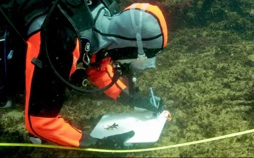 日本火山岛海水中或存在拯救珊瑚礁秘方