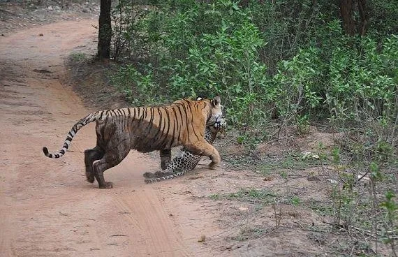 猫科内战！老虎发威一口咬死花豹