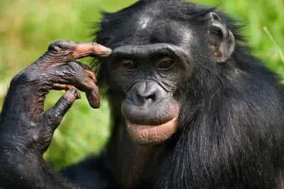 黑猩猩也懂石头剪刀布 对游戏理解能力相当于4岁儿童