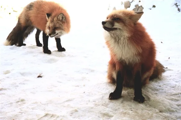 西方摄影师进入日本狐狸村：被这些“毛领子”萌化了