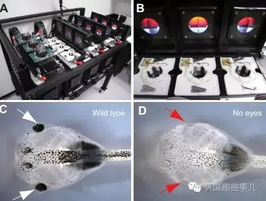 科学家把蝌蚪眼睛抠下来装到屁股上 居然照样能用