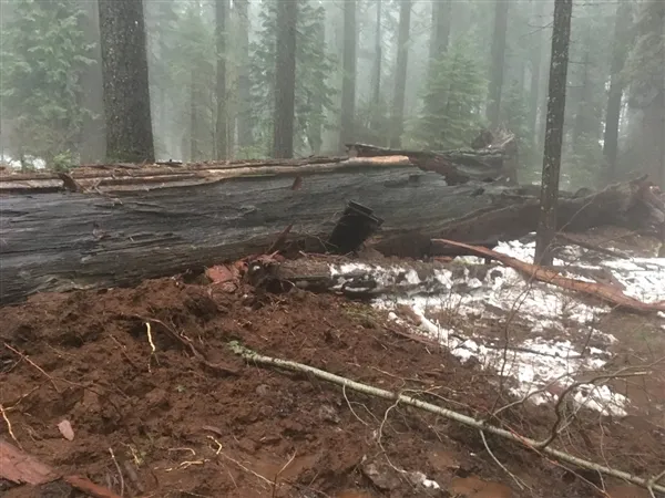 加州千年“车洞树”雨中倒塌 网友心碎