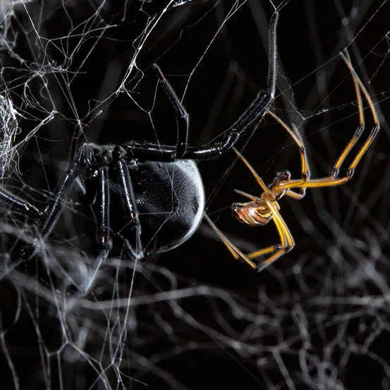 动物11种古怪的求偶和交配方式：黑寡妇蜘蛛摇摆或者被吃