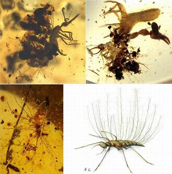 科学家称一亿年前远古昆虫就拥有了拟态能力