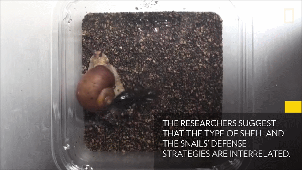 [视频]蜗牛vs.步甲：看看谁更胜一筹？