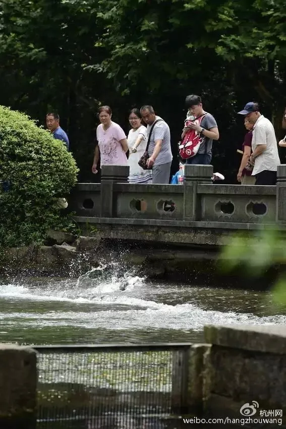 西湖“鱼跃龙门”奇景：大白鲢一蹦三尺高