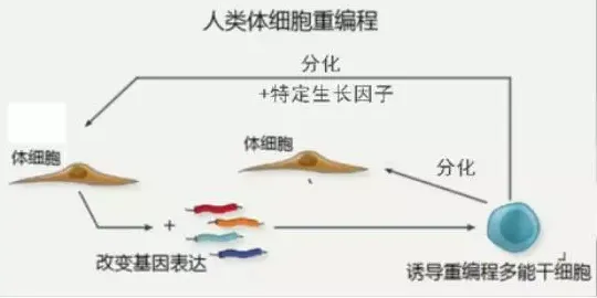 培养皿中的“大脑”：慢慢增长的智慧