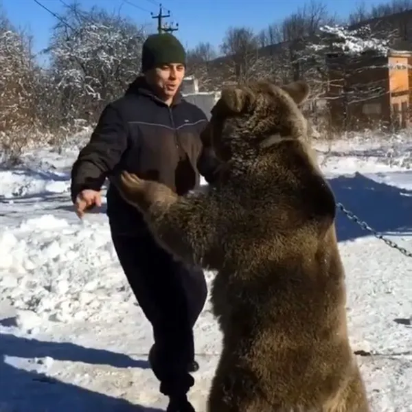 俄男子养巨熊当宠物：雪地忘我肉搏摔跤