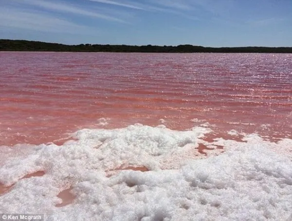 澳洲神秘湖泊因嗜盐微生物变成粉红色