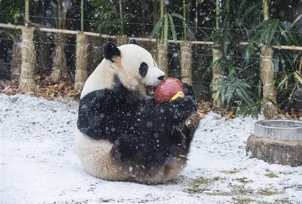 首尔初雪 旅韩大熊猫满地撒欢、卖萌抢镜