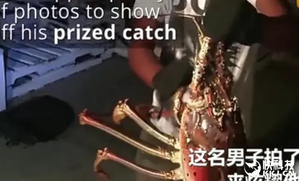 惊呆！男子钓上怪物级大龙虾：虾腿长度超1米