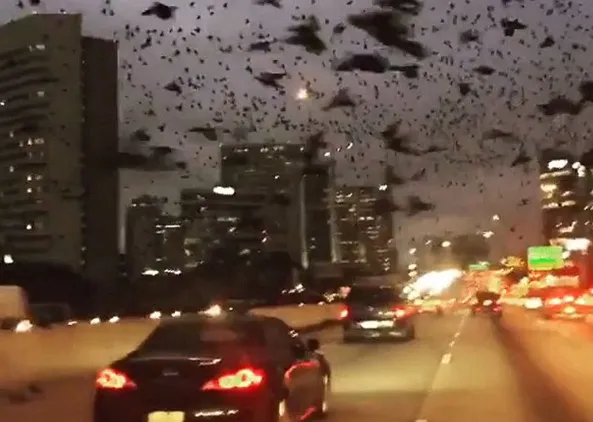 美国一高速公路上空惊现成群黑鸟：遮天蔽日如恐怖片