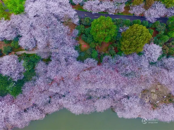 长沙樱花绚烂绽放 高空航拍如诗如画