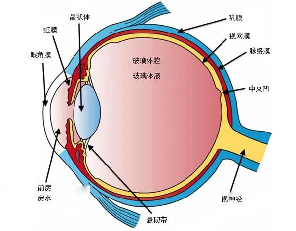 揭秘：人们眯着眼睛看得更清楚