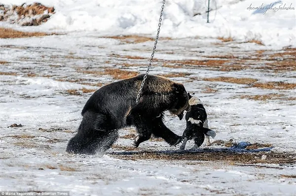 战斗民族用铁链拴住棕熊任由猎犬攻击：画面太惨烈