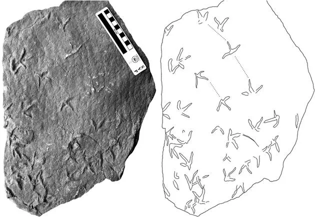 甘肃发现大面积古鸟类足迹新种化石：重构精妙的古世界