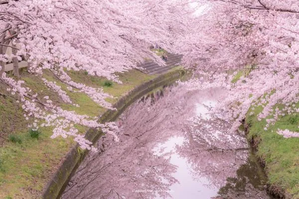 2017日本最美樱花照片：第一张就陶醉了