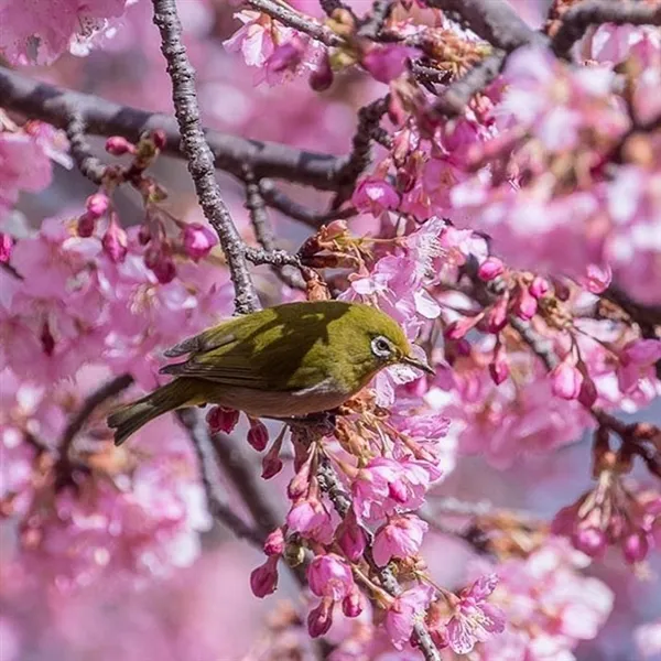 日本第一波樱花绽放：粉红花海梦幻壮观