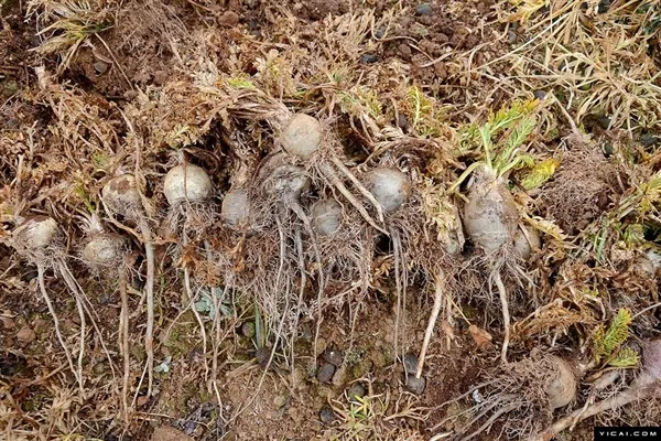 “植物伟哥”暴跌100倍：烂地里也没人要