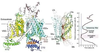 这张3D“照片”科学界等了六十五年 清华大学解析钠通道结构