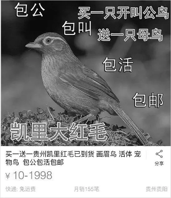 淘宝网为候鸟的“中国劫”贡献了多少劫数？