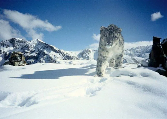 珠峰雪豹频现身 或具定期巡护狩猎领地习性