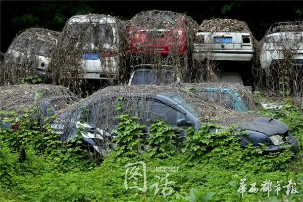 爬山虎疯长 成都闹市区汽车坟场竟春意盎然