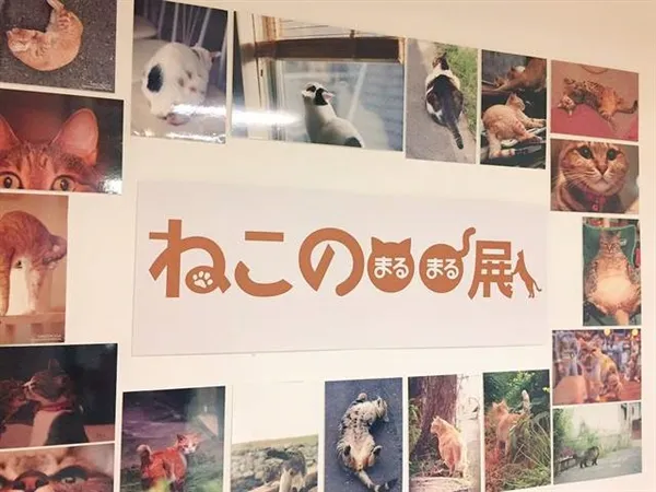 日本猫咪局部写真展：毛茸茸的蛋蛋太辣眼