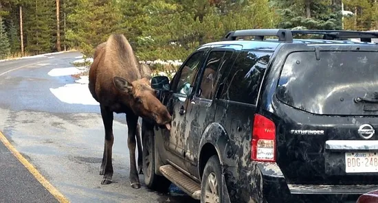 驼鹿母子拦路“免费洗车” 越洗越脏