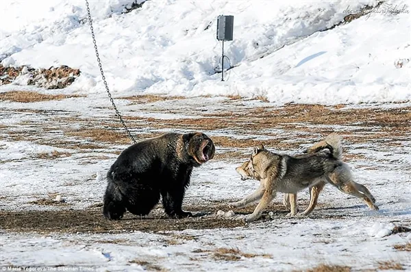 战斗民族用铁链拴住棕熊任由猎犬攻击：画面太惨烈