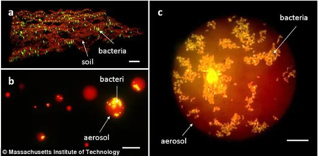 土壤中细菌可借雨水传播 可帮了解导致传染病流行原因