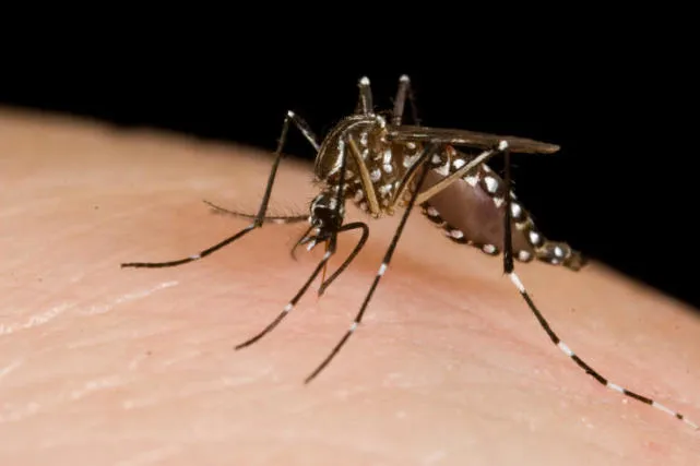Alphabet子公司释放2千万只蚊子 誓言消除寨卡病毒感染